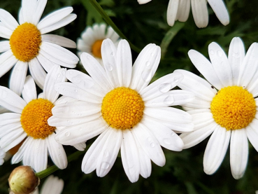 Großblumige Margerite Leucanthemum